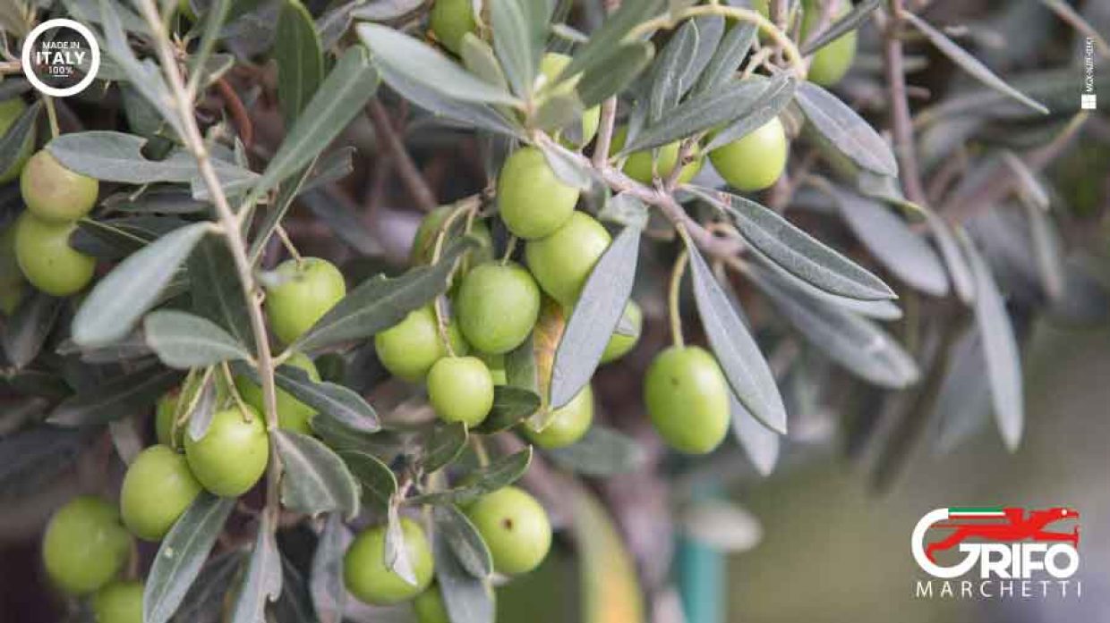 Oggi, insieme a Grifo Marchetti, prepariamo il pesto!