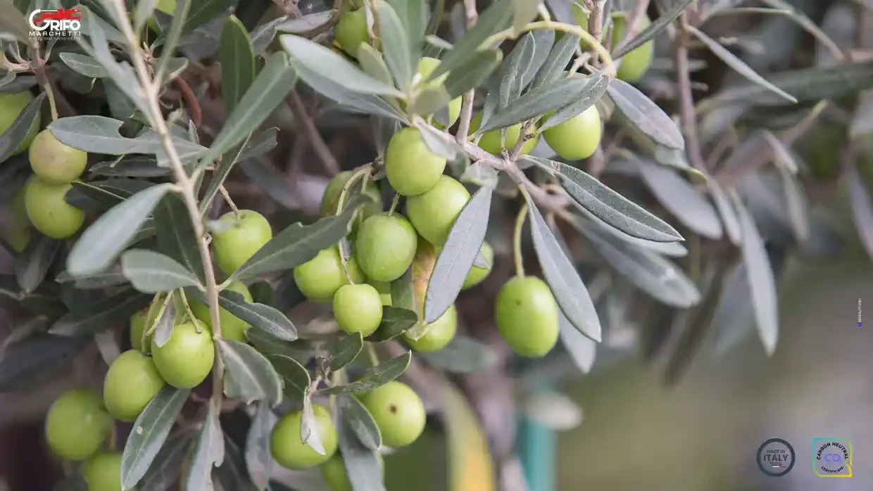 Oggi, insieme a Grifo Marchetti, prepariamo il pesto!