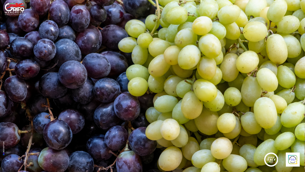 Le fasi della vendemmia!