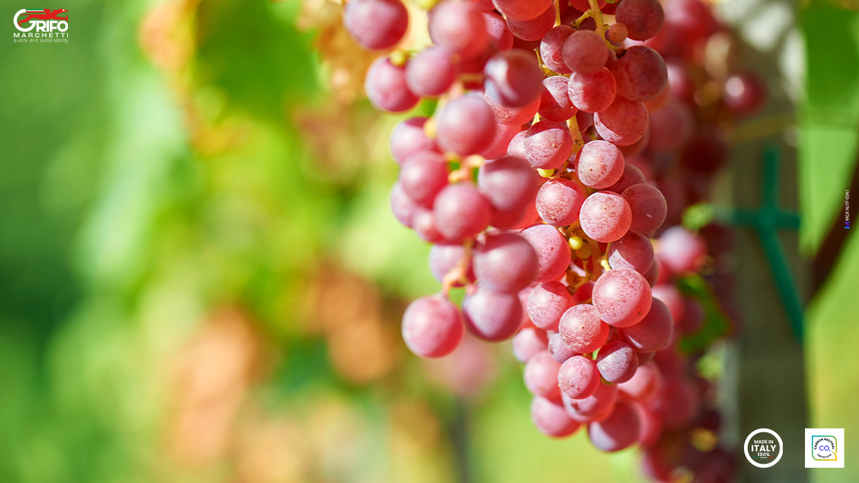 Vitis vinifera: perché è così importante?