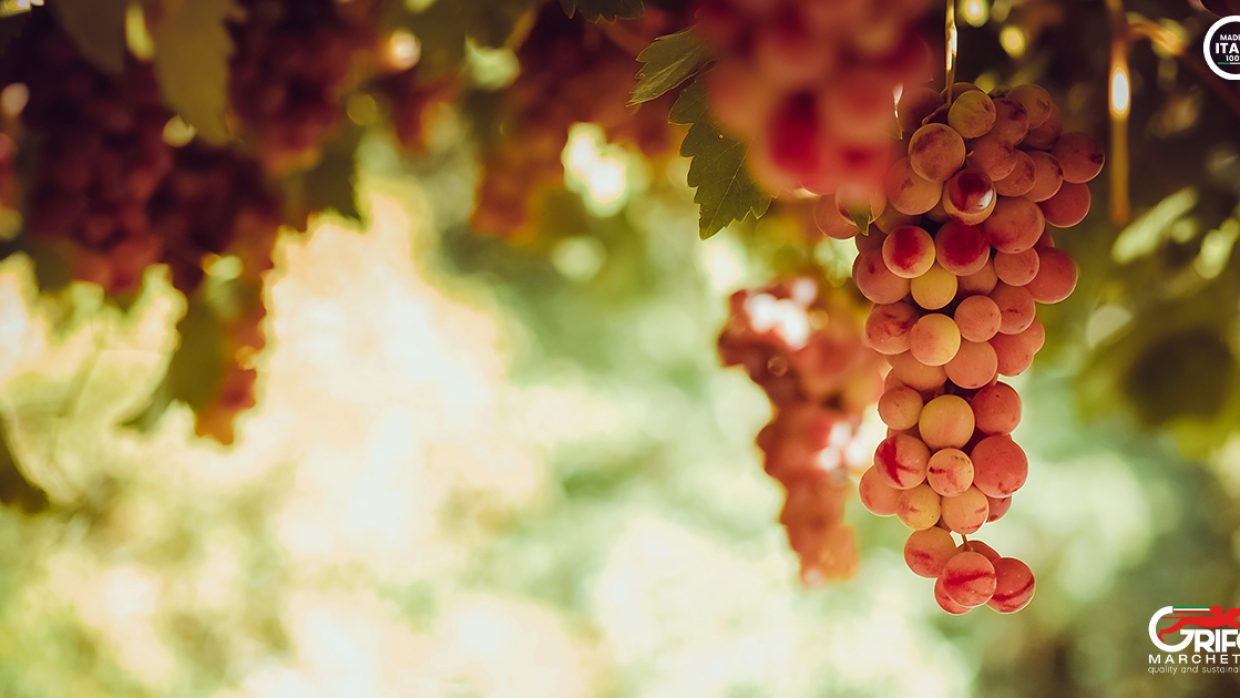 Vitis vinifera: perché è così importante?